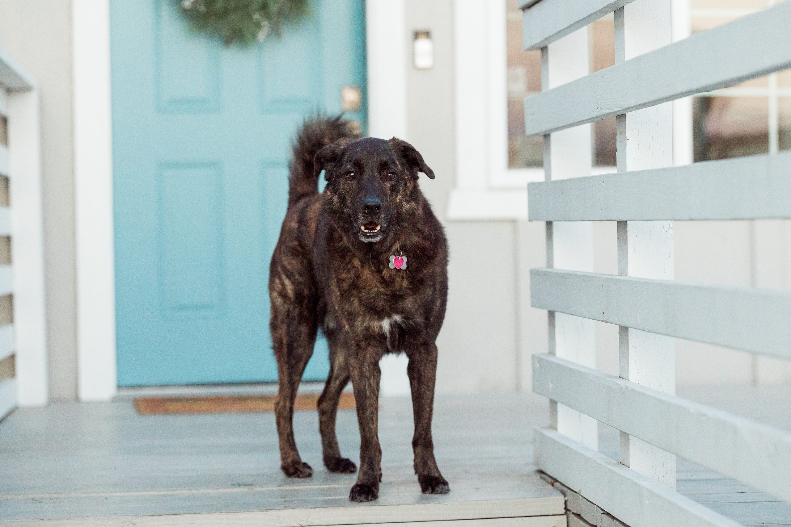 Dictionary Hill Nature Trails Family Photography in San Diego — 41 Black dog standing on white house front porch with blue door