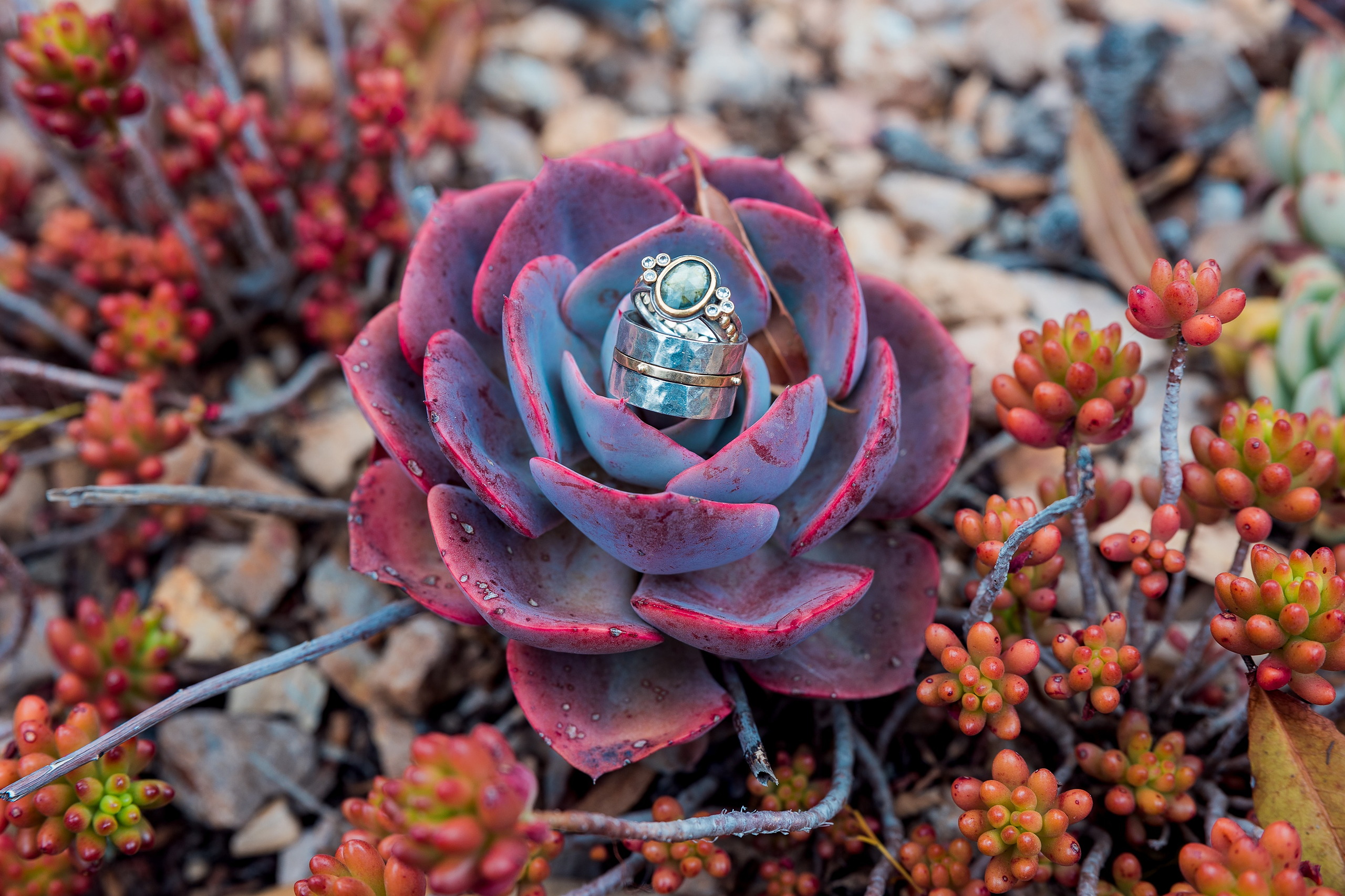 Moriah & Greg’s Wedding — 06 Detail shot of wedding rings resting among succulent plants in the botanical garden
