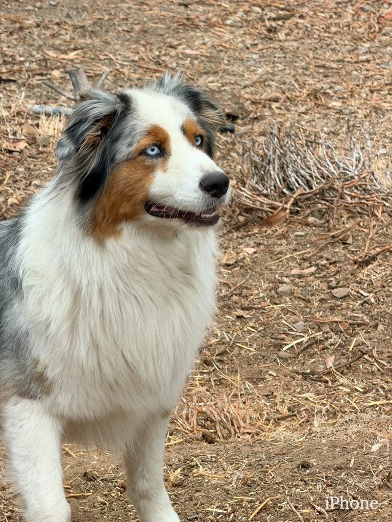 Close-up of blue-eyed Australian shepherd standing alert on dirt path