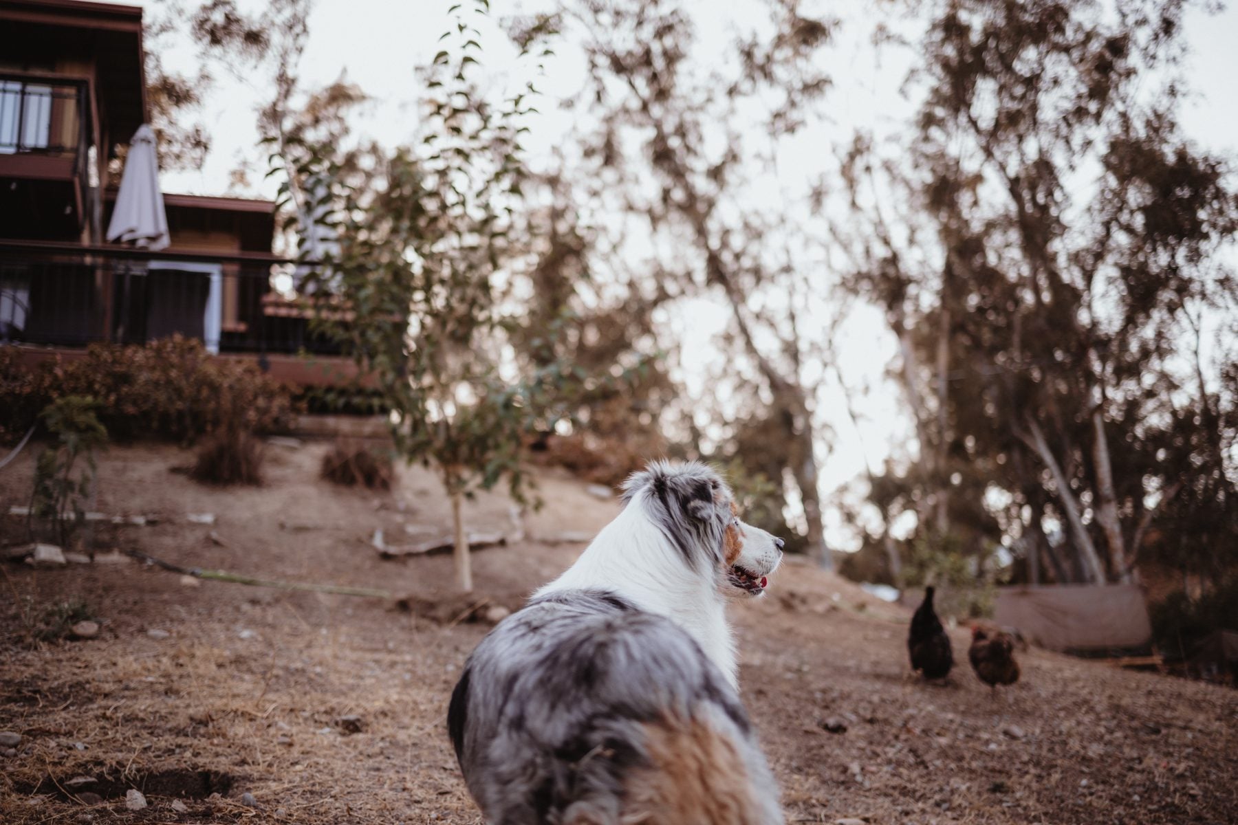 Australian shepherd dog watches chickens on a hillside at the family's Lakeside home