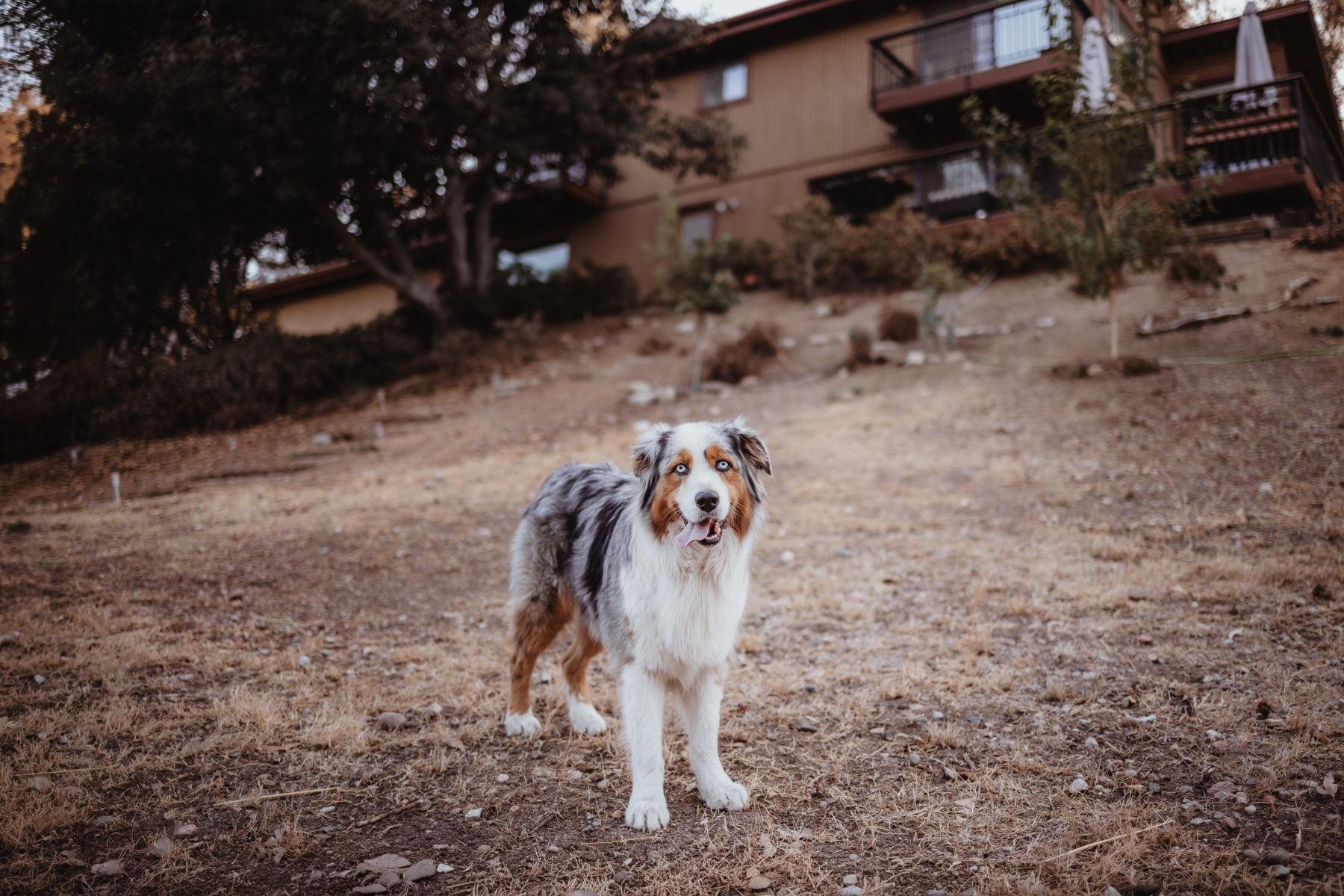 Australian Shepherd stands alert on dirt hillside in Lakeside