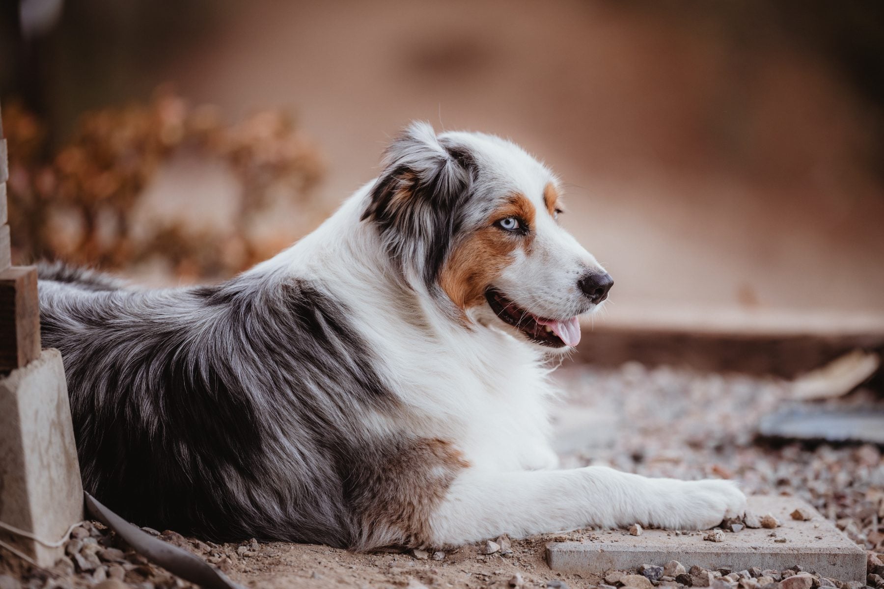 Australian Shepherd dog relaxing on porch steps in Lakeside, California