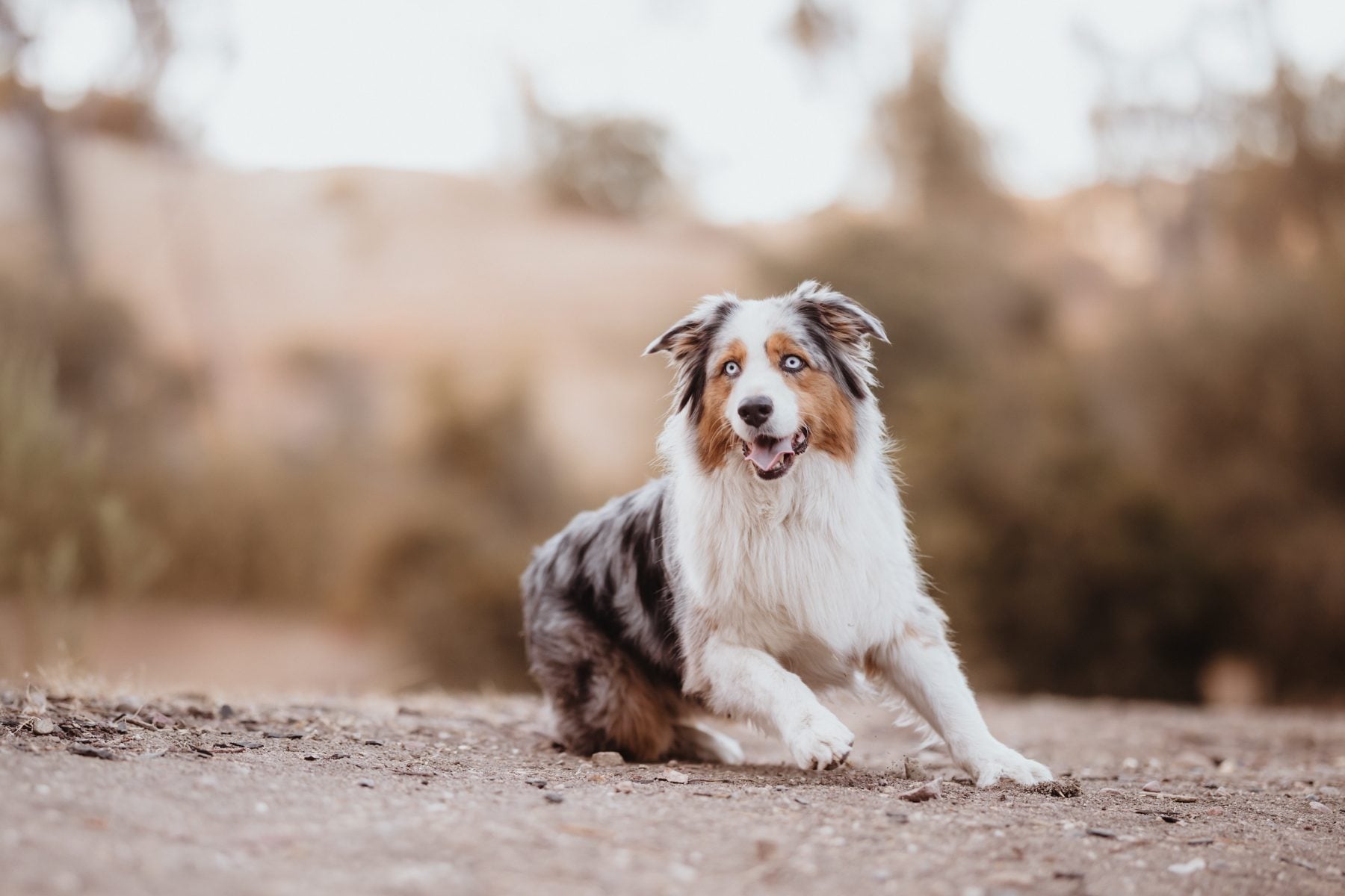 Australian shepherd dog sits alert on a dirt path