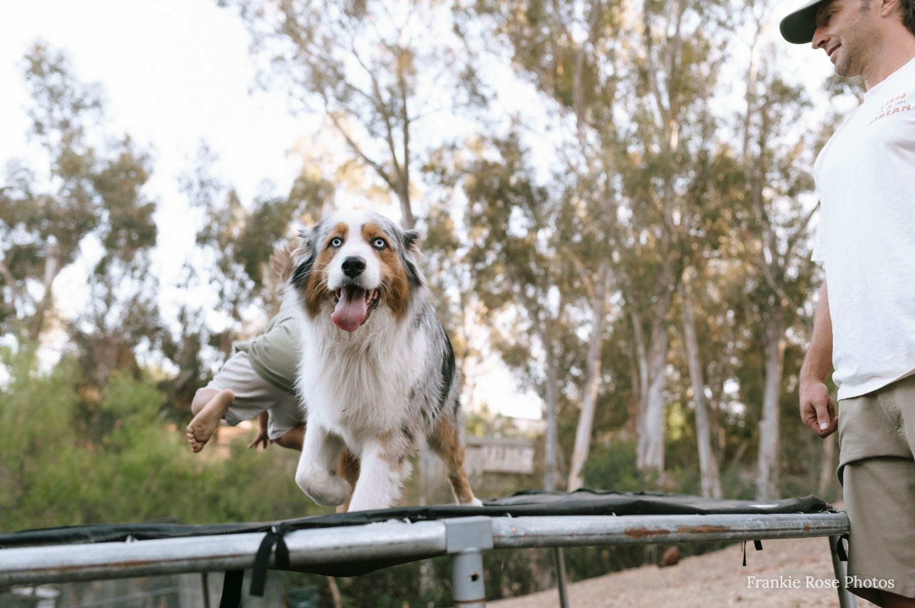 Australian shepherd leaps onto a backyard trampoline in Lakeside, California