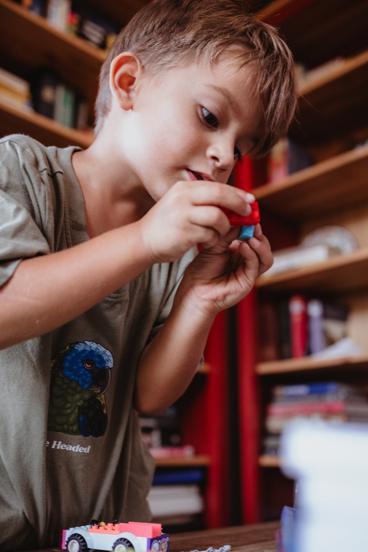 Young boy concentrating while snapping together small Lego pieces
