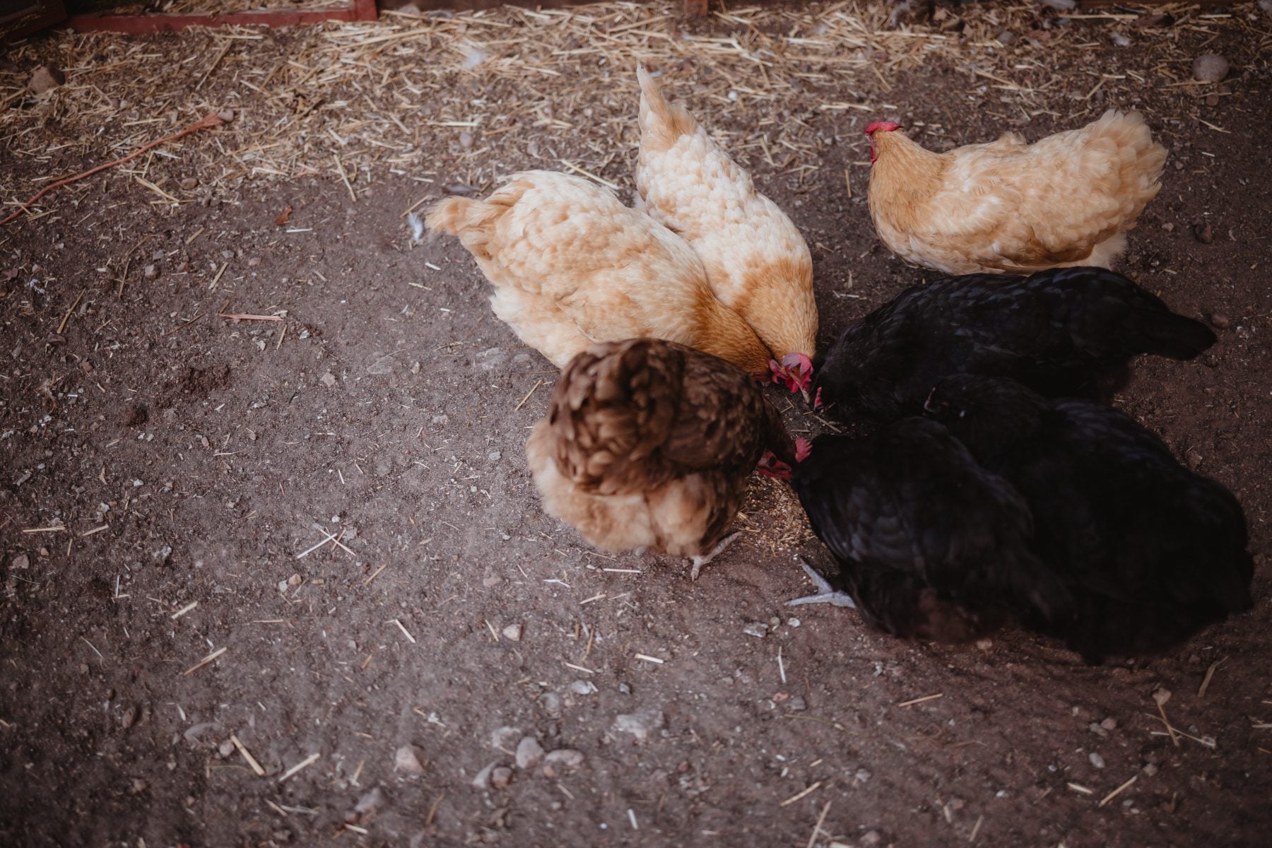 Chickens peck at dirt ground searching for feed