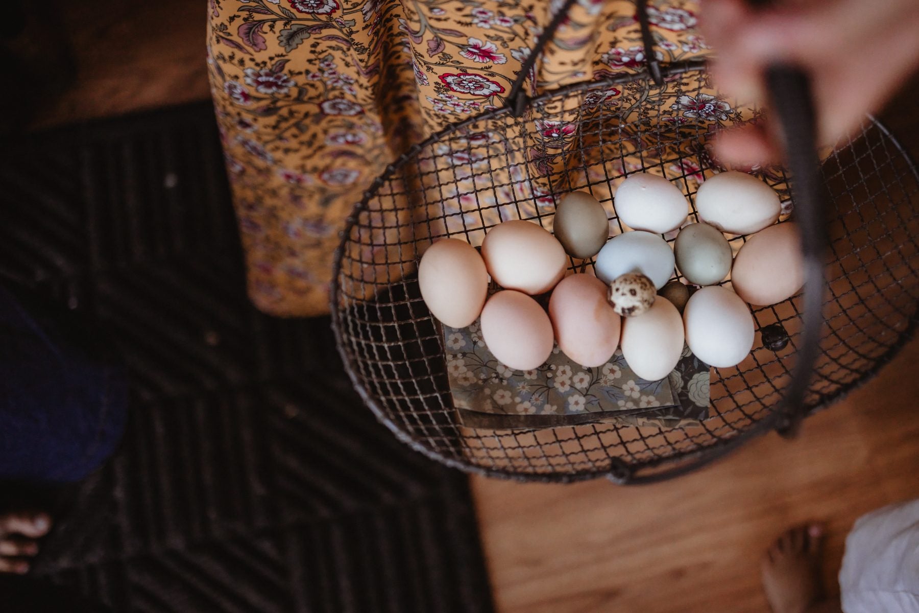 Wire basket holds freshly gathered speckled eggs from coop