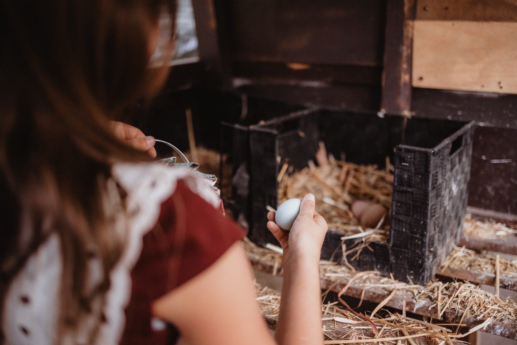 Girl in red top holds egg over straw-filled crate in coop