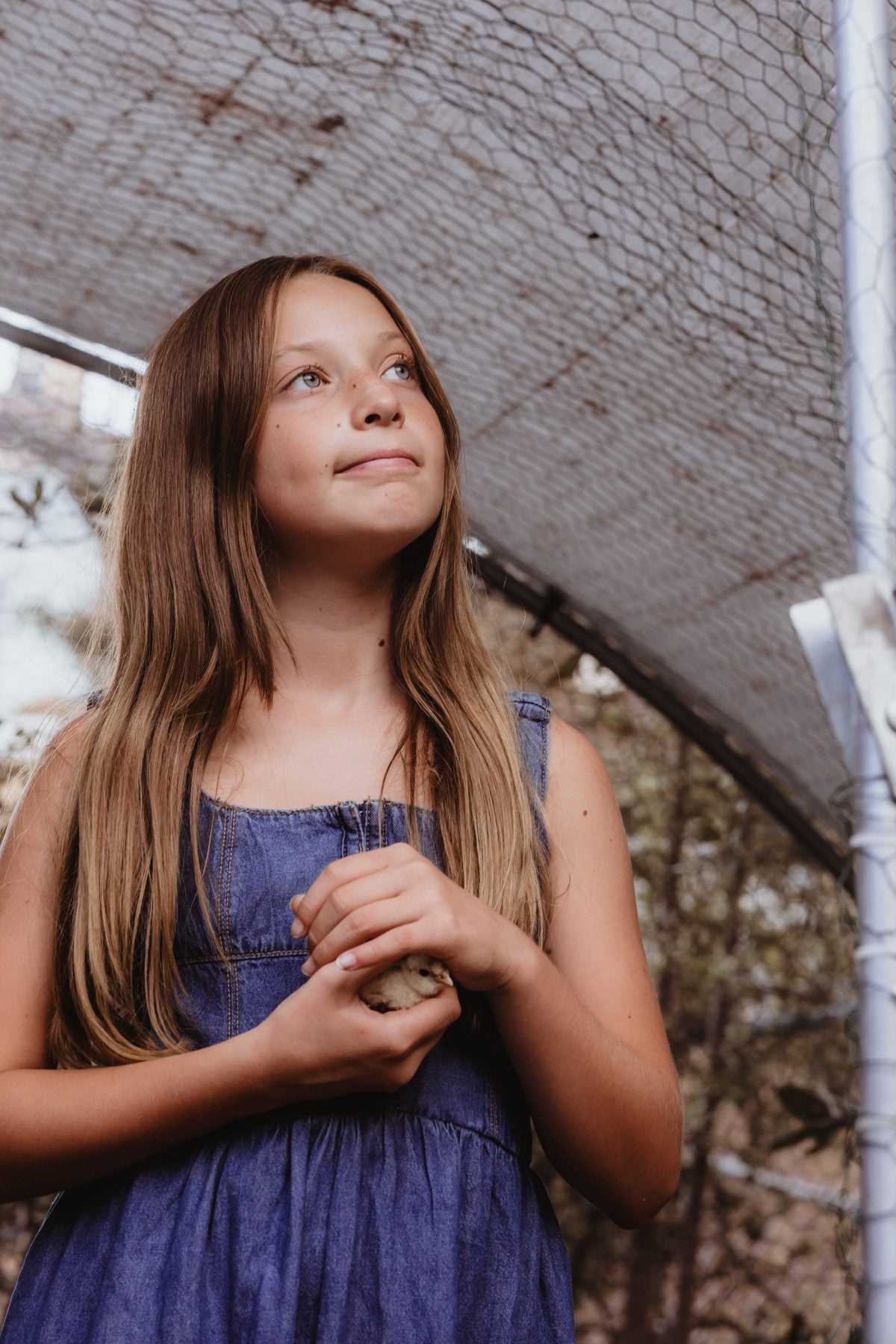 Girl in blue dress holds a baby chick inside netted coop