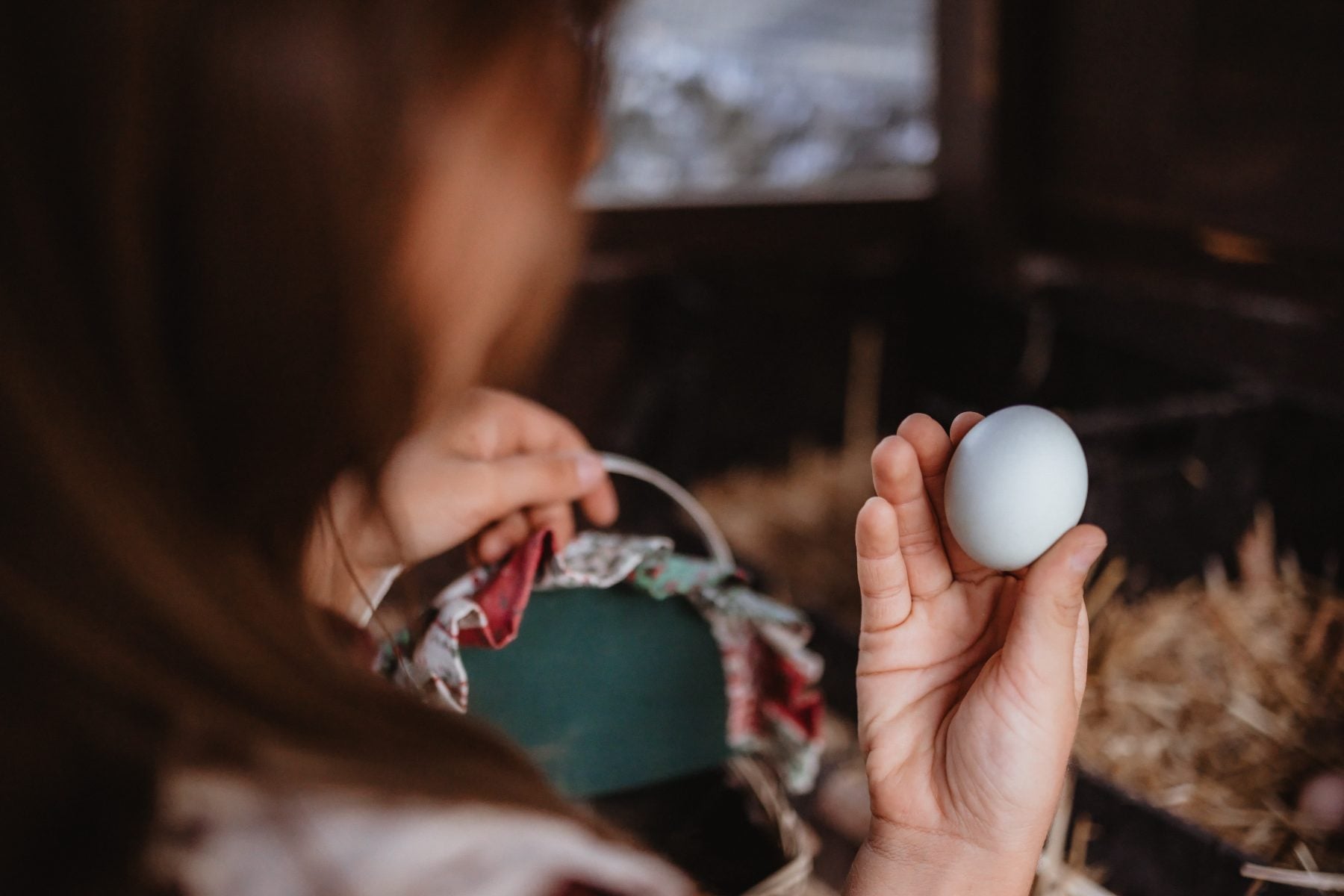Girl peers over shoulder holding a fresh blue egg near coop window