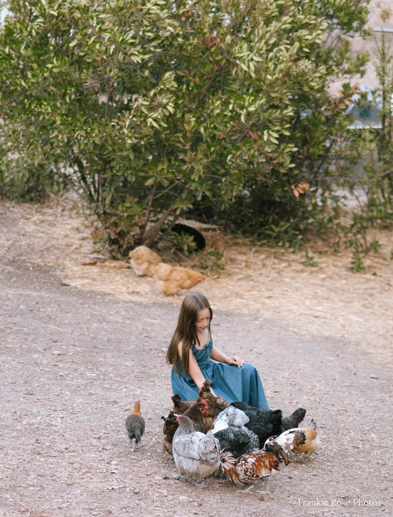 Young girl sits among chickens on a gravel path in Lakeside backyard