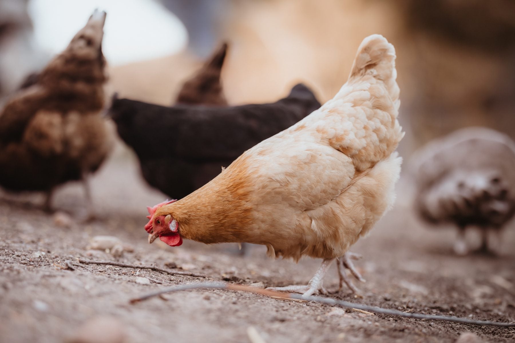 Brown hen pecks at the ground among other chickens outside