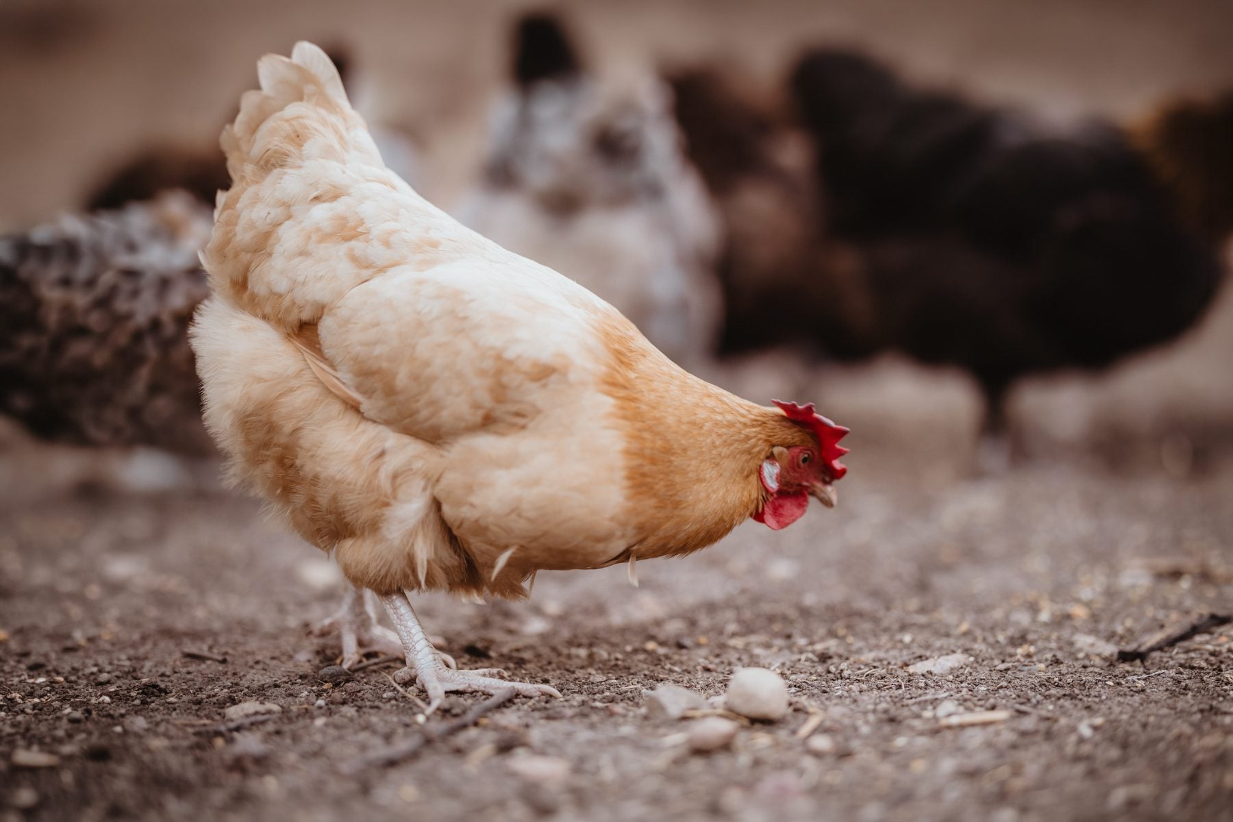 White and brown hen pecks the ground near other chickens