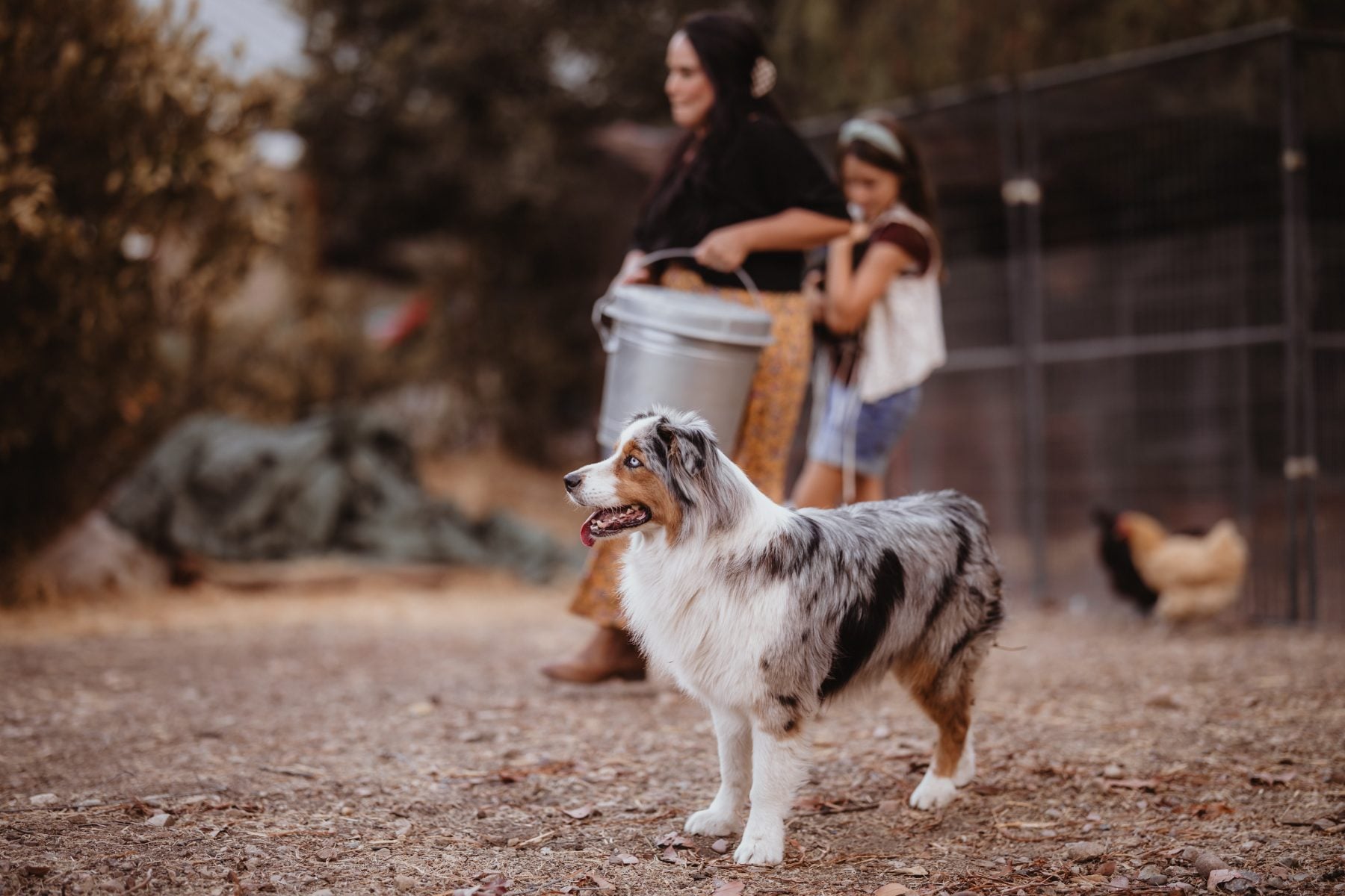 Australian Shepherd stands on dirt path as family fills water bucket, Lakeside