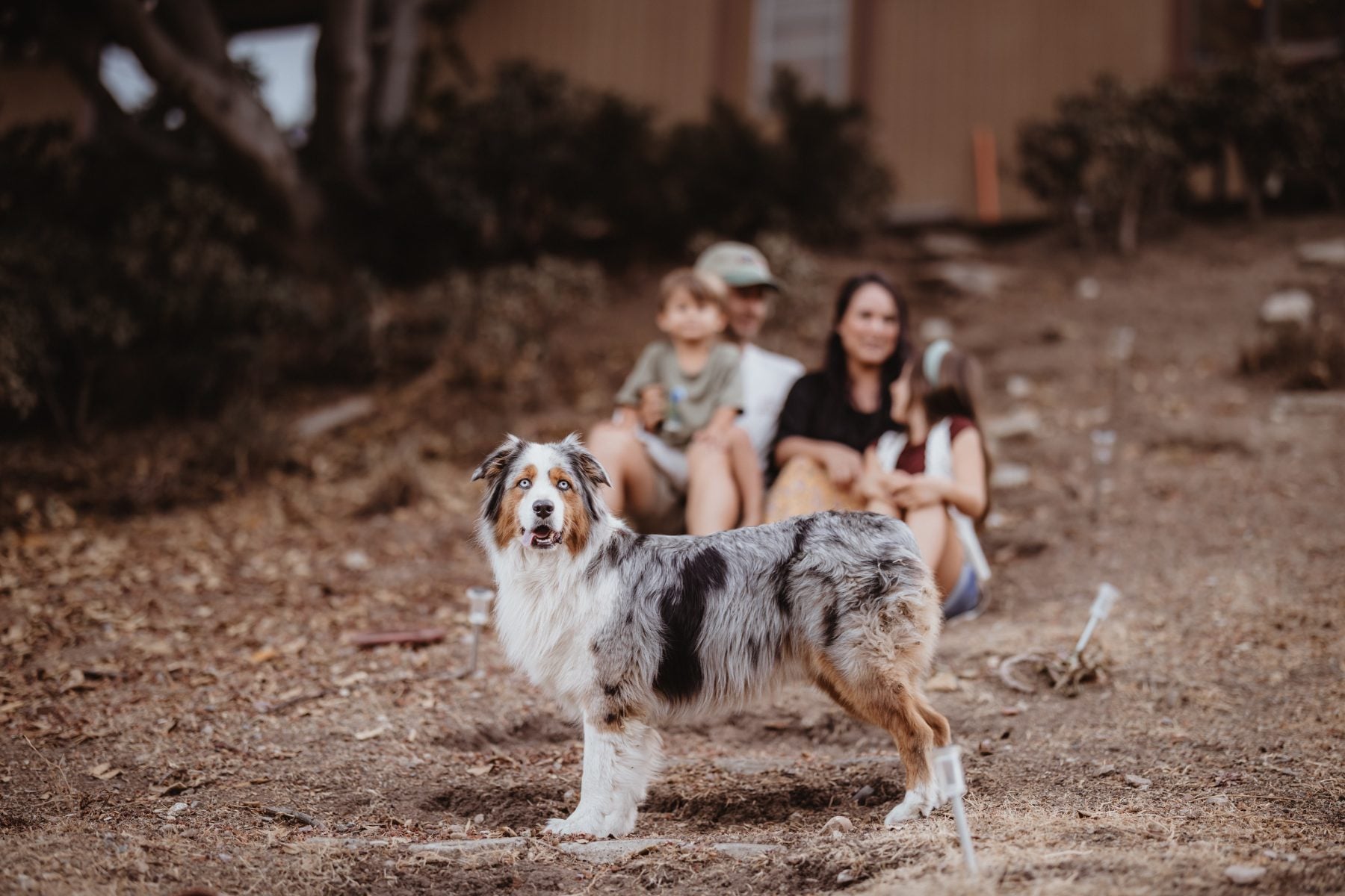 Australian shepherd stands alert while family sits blurred behind at Lakeside home