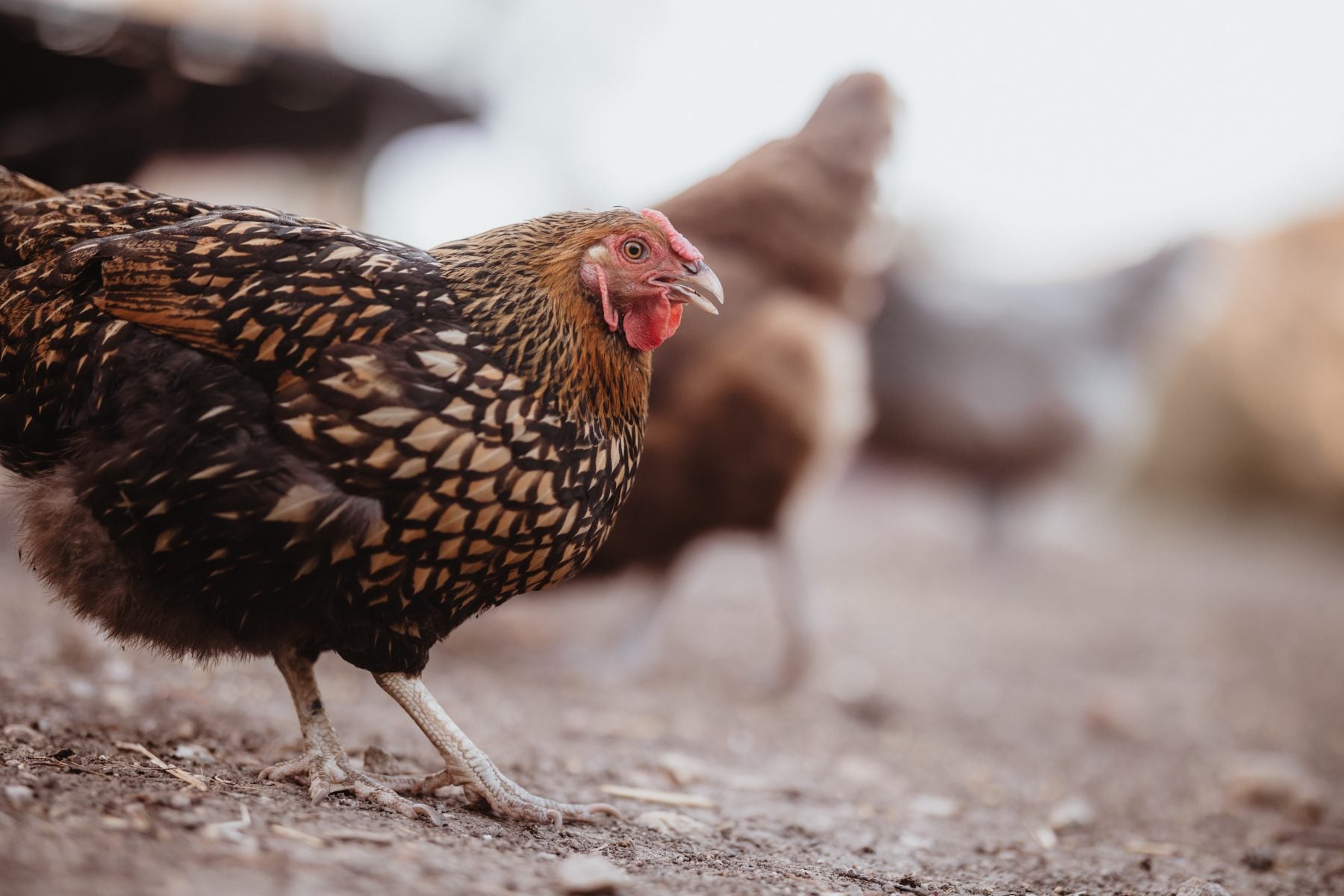 Close-up of a speckled hen walking across farm dirt