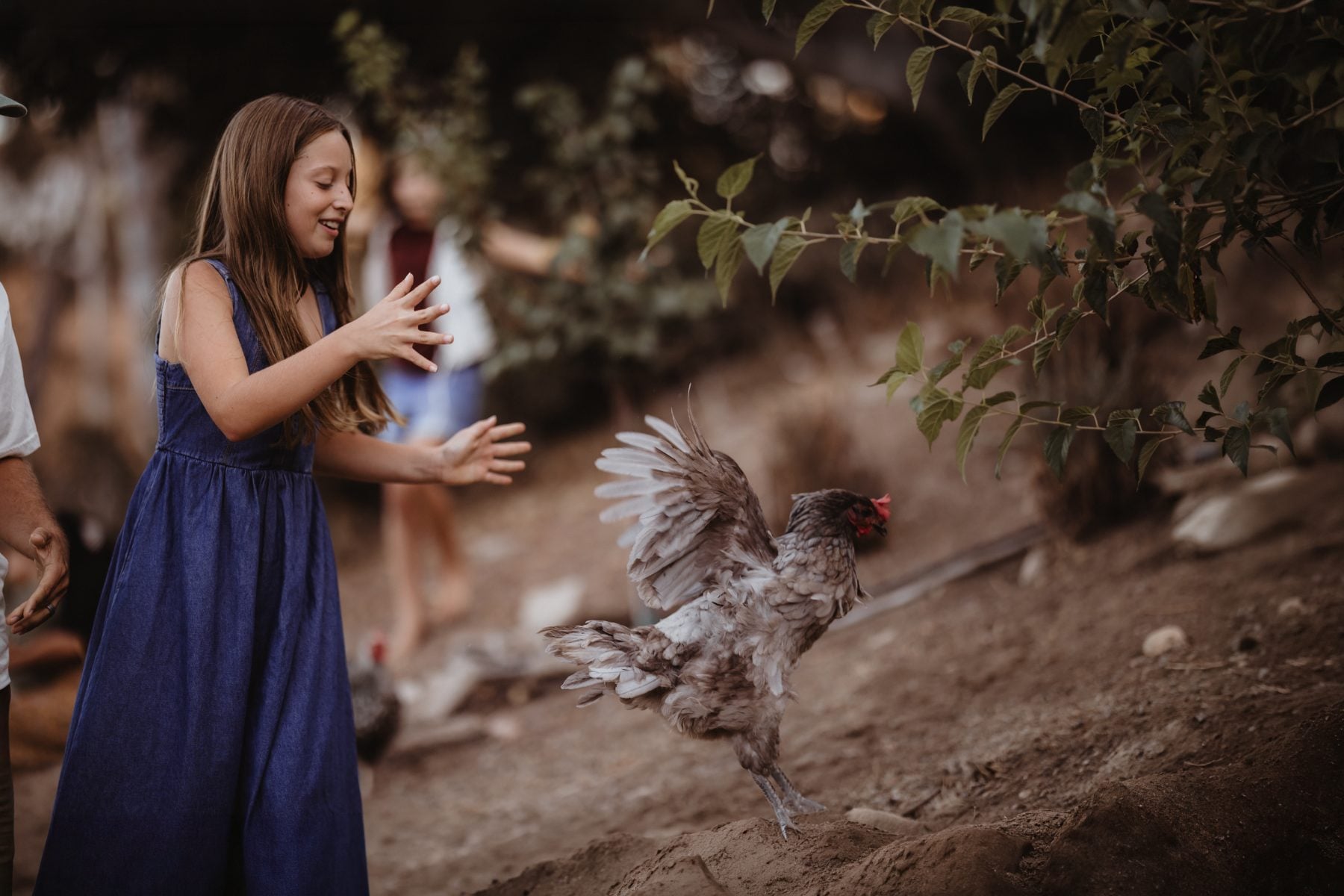 Girl reaches out toward a flapping chicken in the yard
