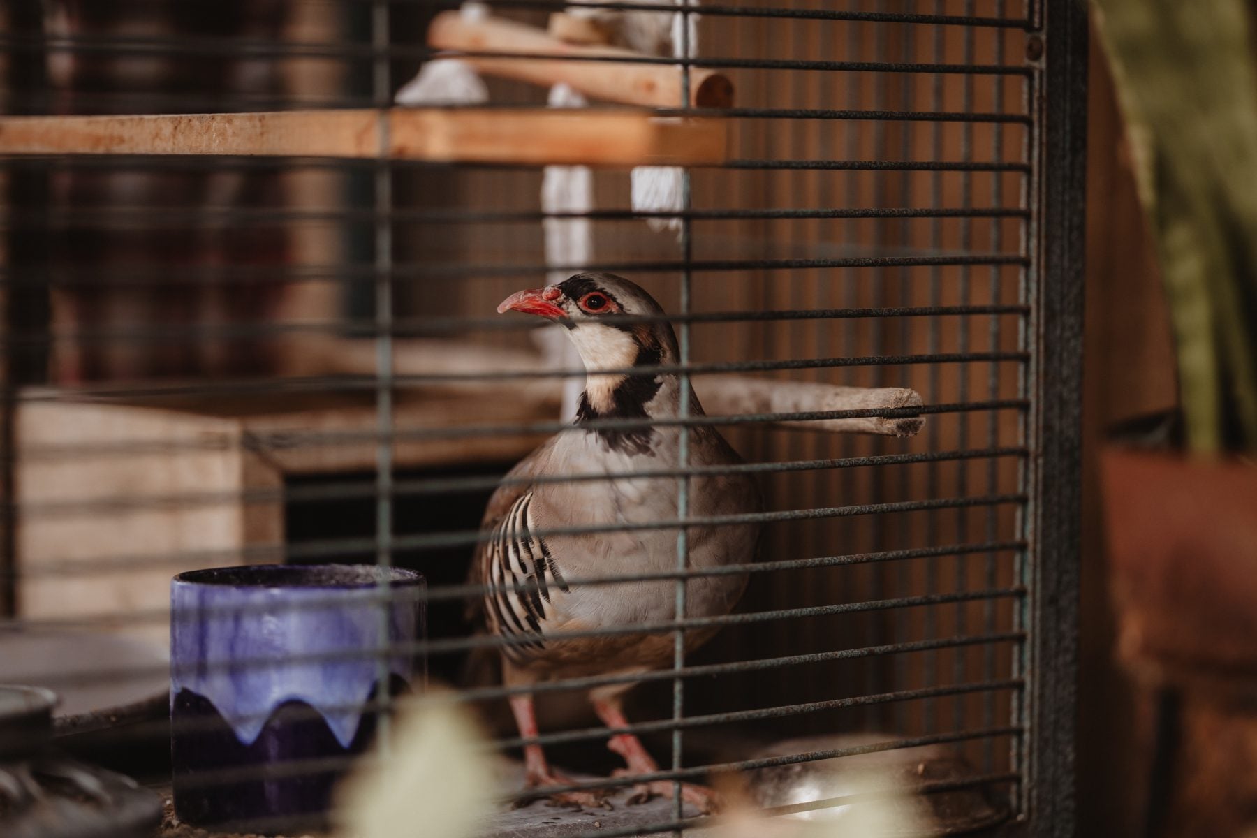 Spotted quail perches inside a wire cage on the family property