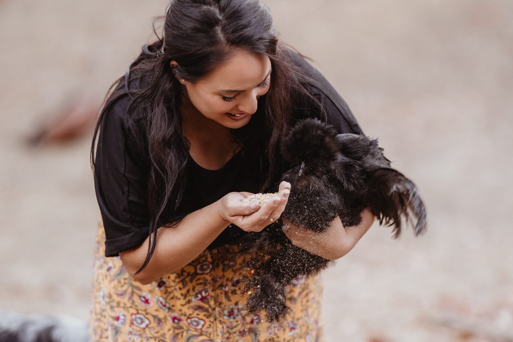 Woman feeds black chicken from her hand on a dusty Lakeside farm